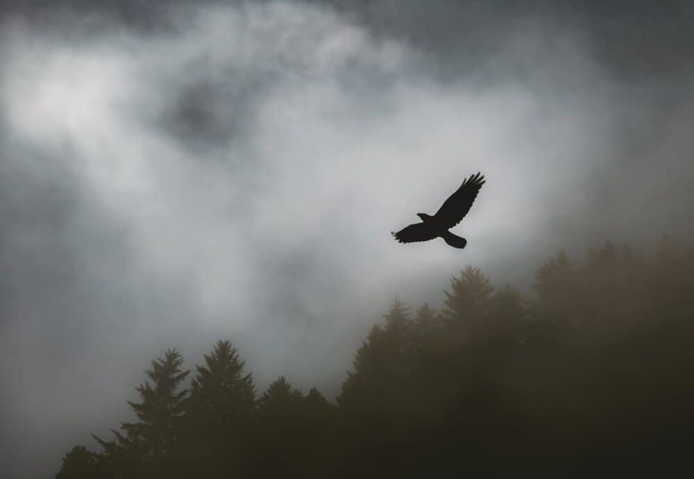 bird in flight